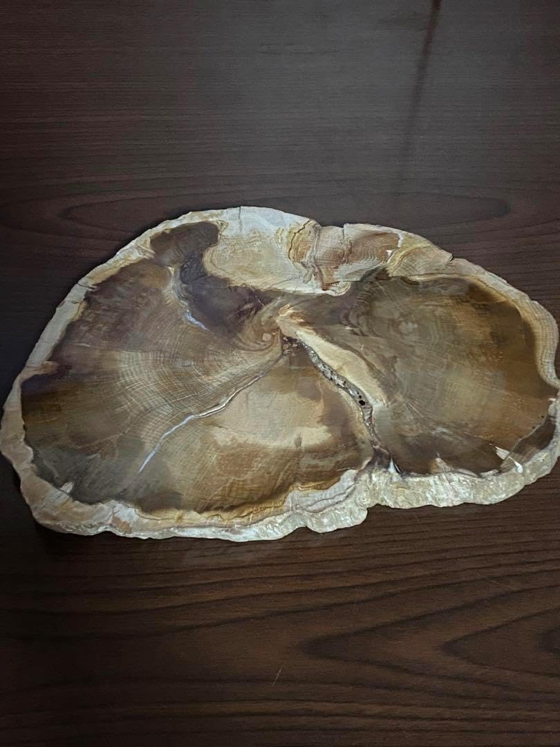 超〜特大 博物館級ペトリファイドウッド原石 唯一無二の美麗さ艶 珪化